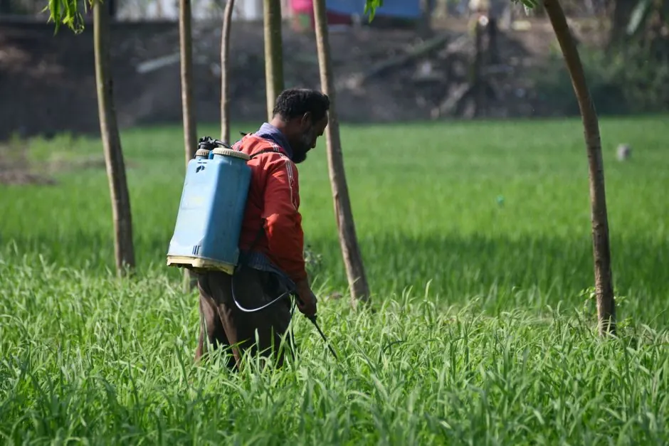 A farmer using a backpack sprayer to treat crops in a field in Rangpur, Bangladesh.