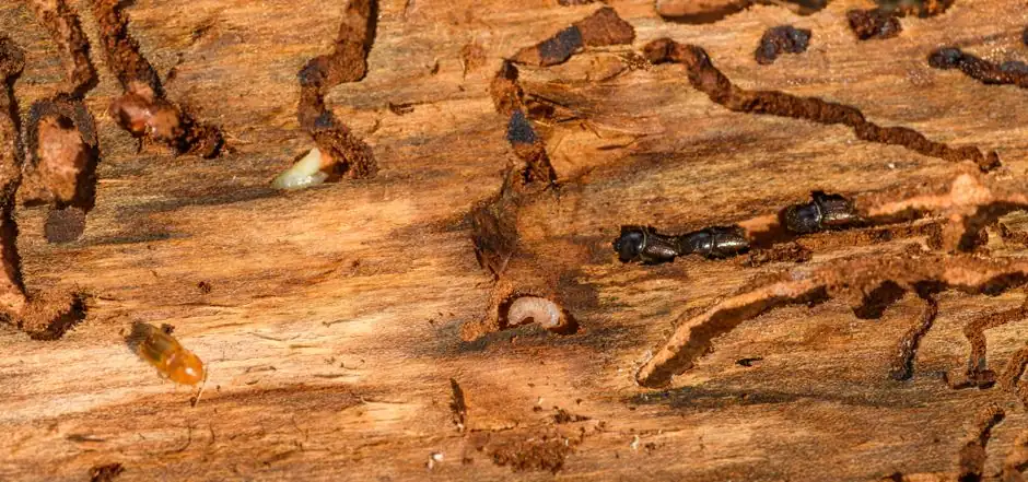 Detailed macro shot of beetles and larvae on wood, showcasing nature's complexity.